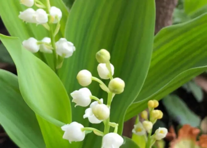 Avec Piscine Et Pres Du Puy-en-velay - Fr-1-582-542 Espaly-Saint-Marcel